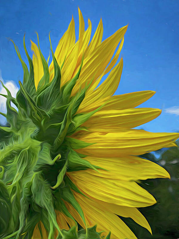  Poster featuring the mixed media Sunflower 221 by Cindy Greenstein