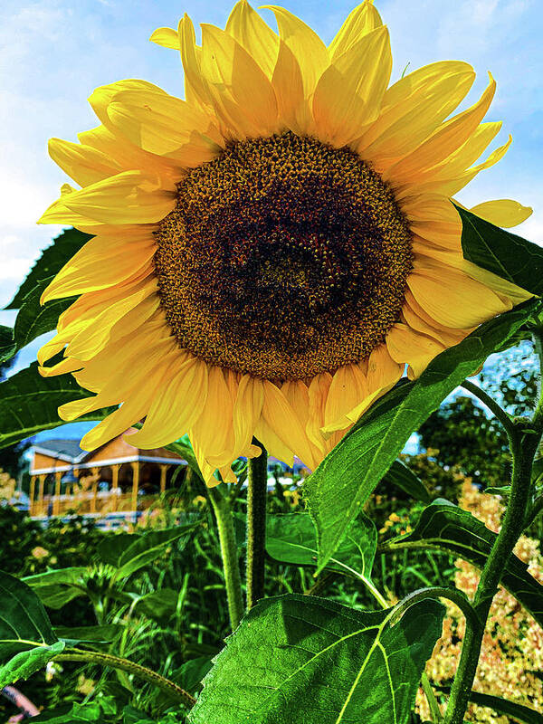 Flower Poster featuring the photograph Sunflower by Jim Feldman