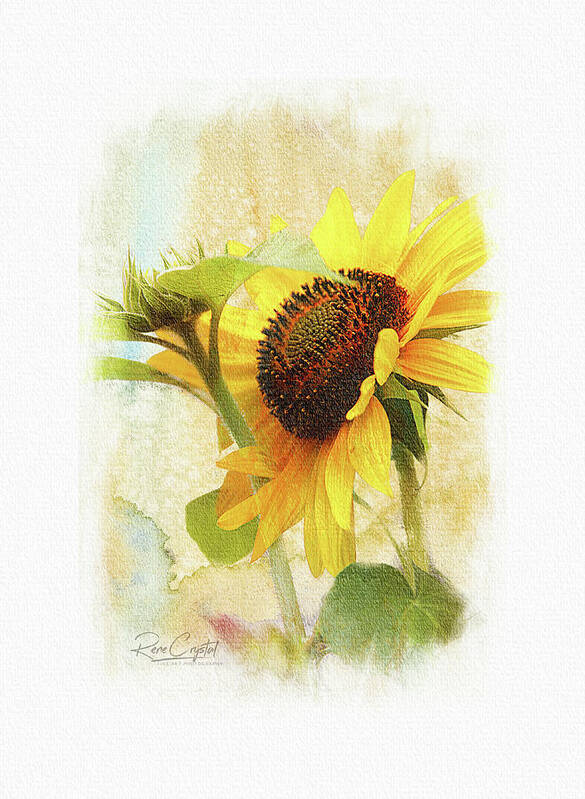 Sunflowers Poster featuring the photograph Sunflower Sunshine by Rene Crystal