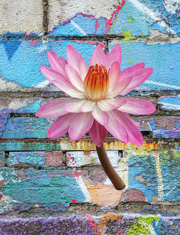 Surreal Poster featuring the photograph Surreal Lotus Flower by Cate Franklyn
