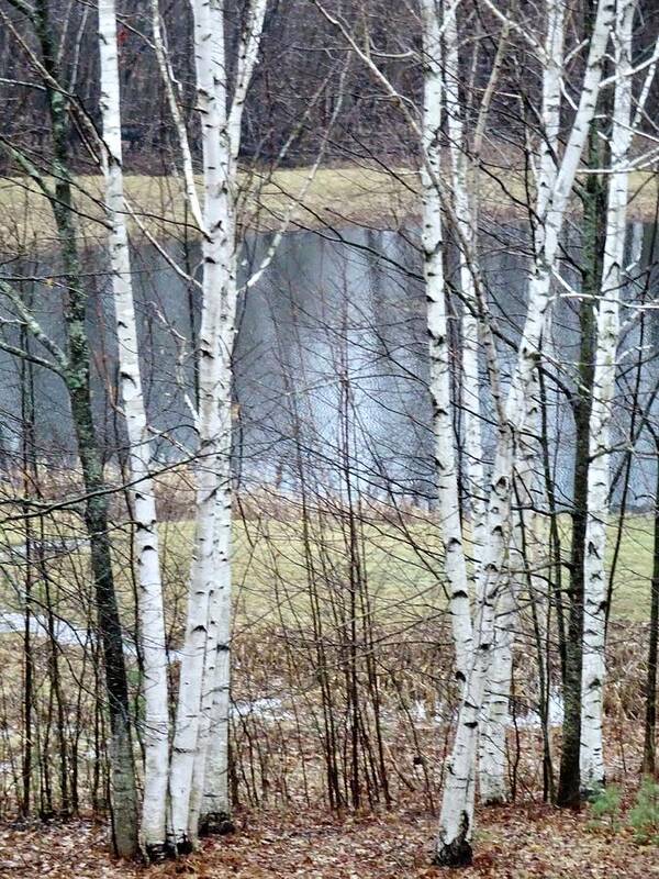 Landscape Poster featuring the photograph The Pond Opened For Song by Catherine Arcolio