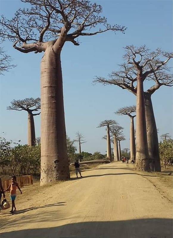 All Poster featuring the digital art The Road in Baobab Alley in Madagascar KN49 by Art Inspirity