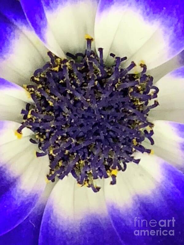 Homeopathy Poster featuring the photograph The So Insightful Cineraria by Tiesa Wesen
