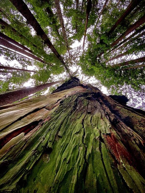 Redwoods Poster featuring the photograph Tree Hugging by Daniele Smith