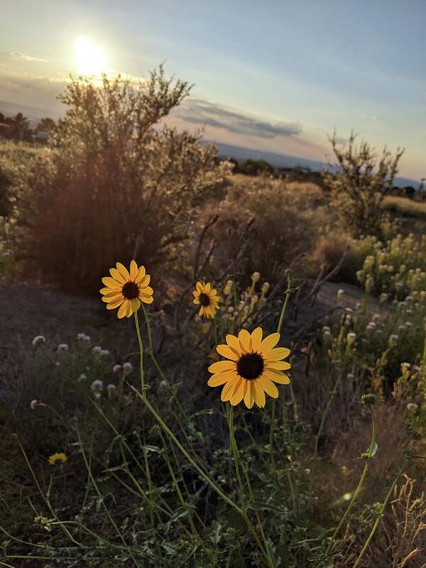 Flower Poster featuring the photograph Tres Mirasol by Claudia Goodell