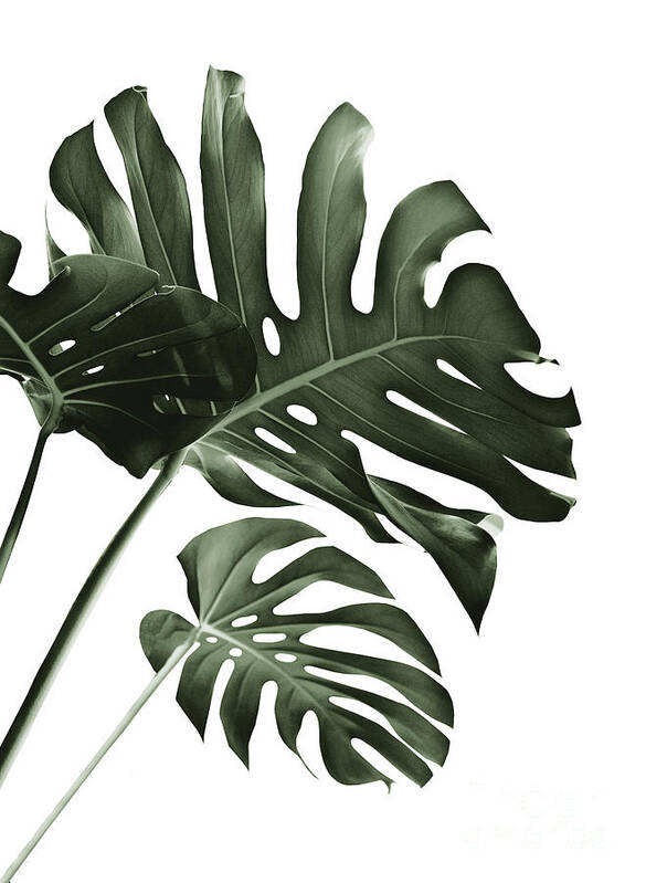 Color Poster featuring the mixed media Tropical Monstera Finesse #4 #minimal #decor #art by Anitas and Bellas Art