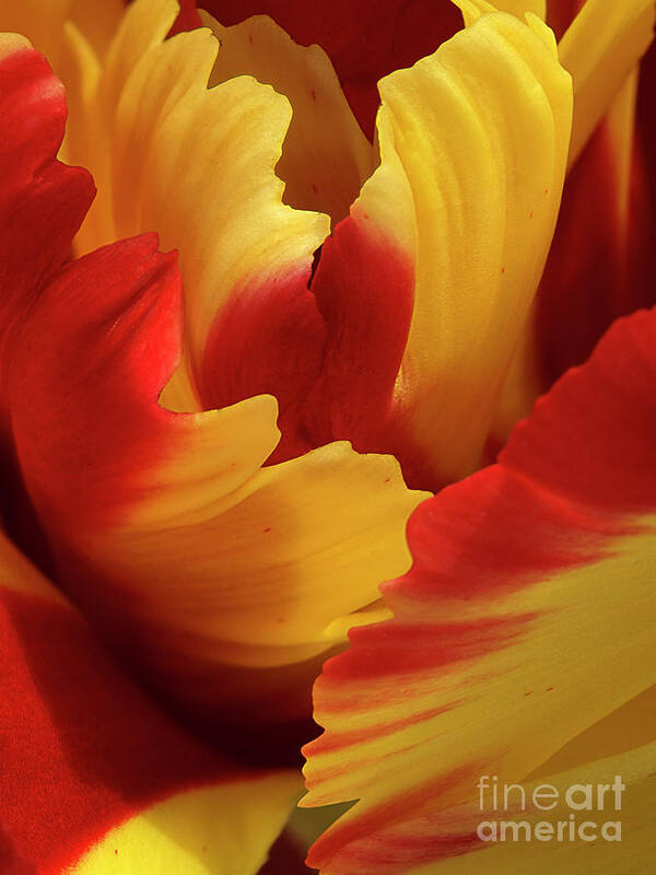 Tulip Wings Petals Red Yellow Shape Macro Vivid Colour Color Tasty Abstract Glorious Textured Magnificent Flower Delightful Pleasing Beautiful Special Electrifying Striking Stimulating Impressive Abstracted Effective Interpretative Uplifting Expressionistic Expressive Singular Impression Evocative Intriguing Minimalism Simplicity Creative Contemporary Spiritual Happy Elegance Stylish Charming Charm Aesthetic Poetic Meaningful Character Quirky Eccentric Fantasy Provocative Delicate Gentle Juicy Poster featuring the photograph Abstract Vivid Lively Tulip Wings Macro Abstract by Tatiana Bogracheva
