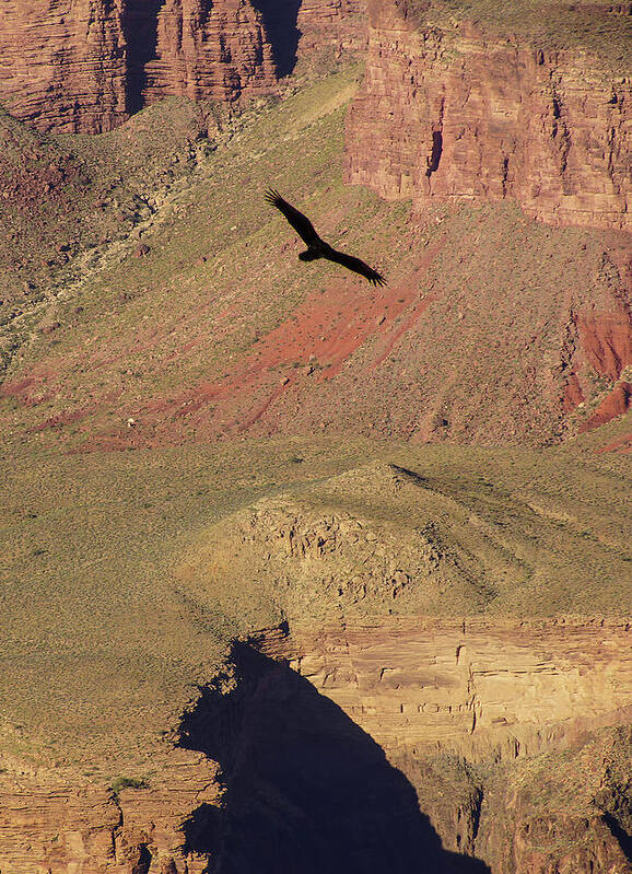Arizona Poster featuring the photograph Turkey vulture soaring by Steve Estvanik