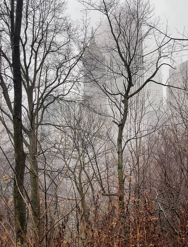 Central Park Poster featuring the photograph Urban Winter Scene by Cate Franklyn