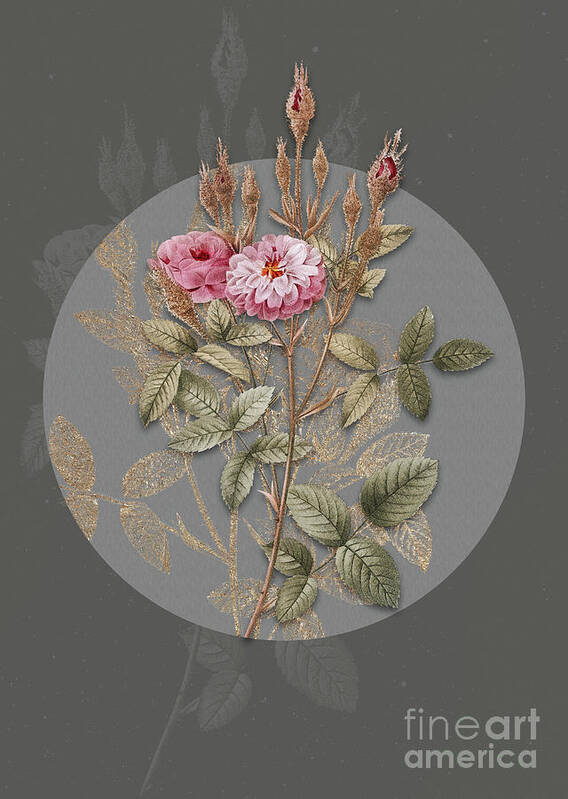 Vintage Poster featuring the painting Vintage Botanical Mossy Pompon Rose on Circle Gray on Gray by Holy Rock Design