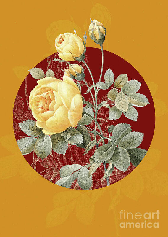 Vintage Poster featuring the painting Vintage Botanical Yellow Rose on Circle Red on Yellow by Holy Rock Design
