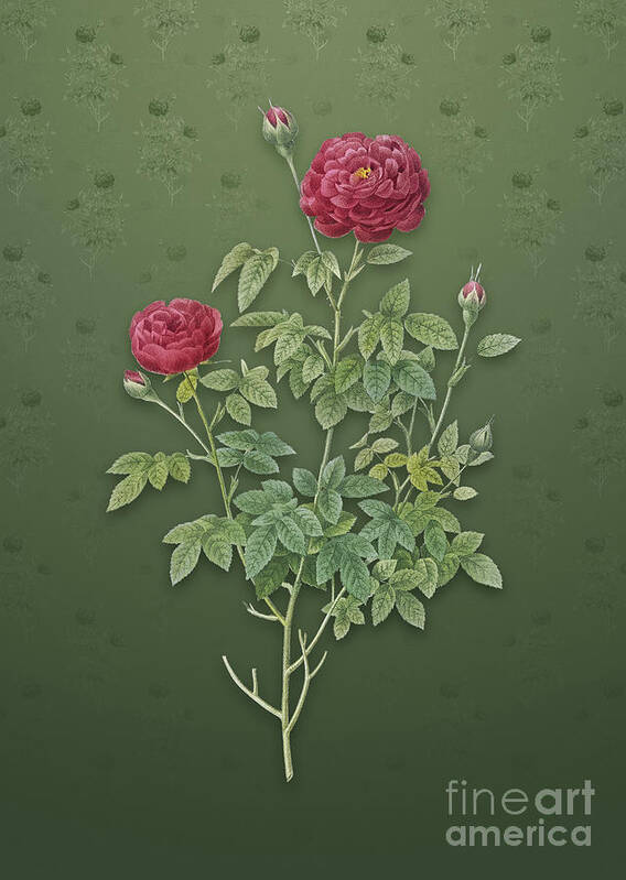 Vintage Poster featuring the mixed media Vintage Burgundy Cabbage Rose Botanical Art on Lunar Green Pattern n.0890 by Holy Rock Design