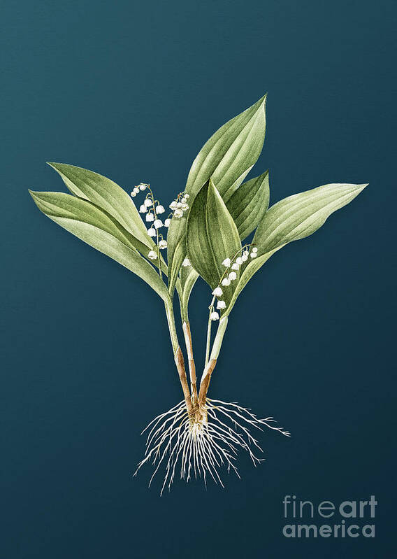 Vintage Poster featuring the painting Vintage Lily of the Valley Botanical Art on Teal Blue n.0599 by Holy Rock Design