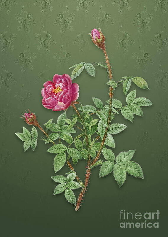 Vintage Poster featuring the mixed media Vintage Moss Rose Botanical Art on Lunar Green Pattern n.1135 by Holy Rock Design