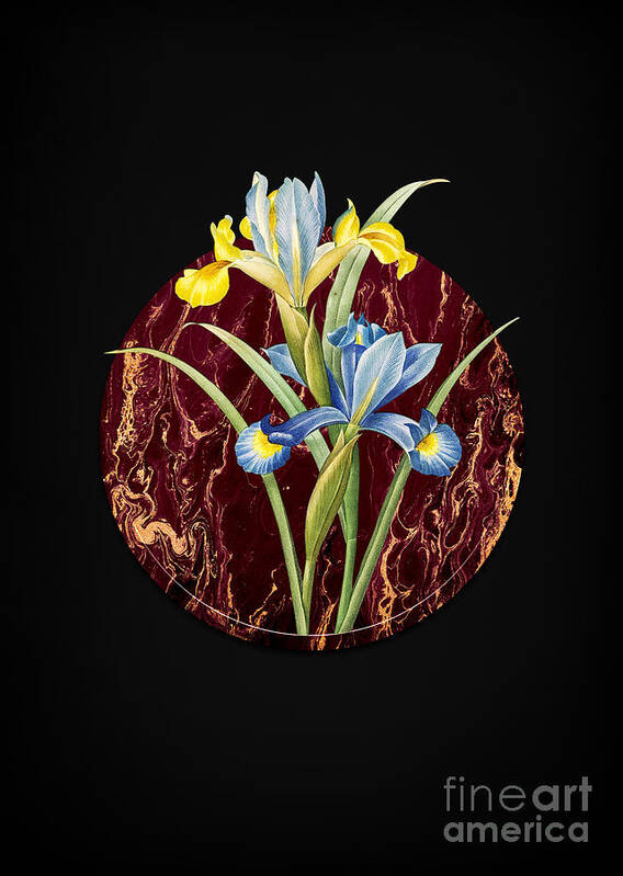 Vintage Poster featuring the painting Vintage Spanish Iris Art in Gilded Marble on Shadowy Black by Holy Rock Design