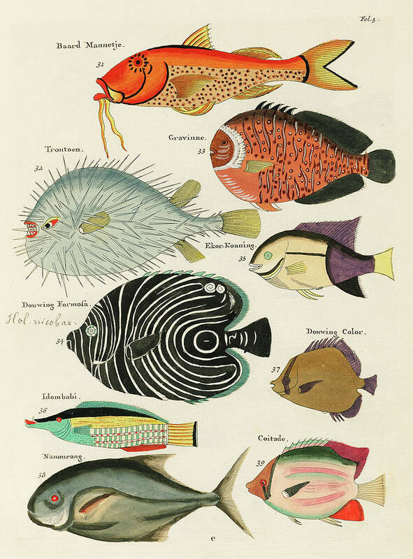 Fish Poster featuring the digital art Vintage, Whimsical Fish and Marine Life Illustration by Louis Renard - Baard Mannetje, Formosa by Louis Renard