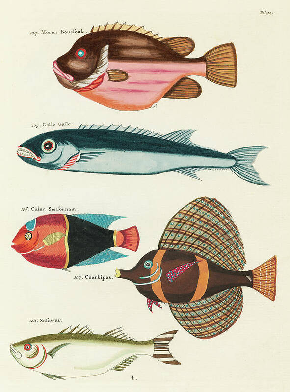 Fish Poster featuring the digital art Vintage, Whimsical Fish and Marine Life Illustration by Louis Renard - Moron Boussouk, Galle Galle by Louis Renard