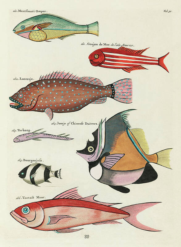 Fish Poster featuring the digital art Vintage, Whimsical Fish and Marine Life Illustration by Louis Renard - Toctasse Moor, Joosje, Goujon by Louis Renard