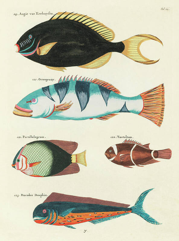 Fish Poster featuring the digital art Vintage, Whimsical Fish and Marine Life Illustration by Louis Renard - Tontelton, Dorado Fish by Louis Renard