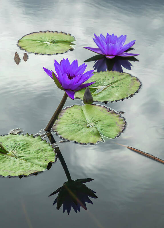 Lily Poster featuring the photograph Water Lilies in Portrait by Cate Franklyn