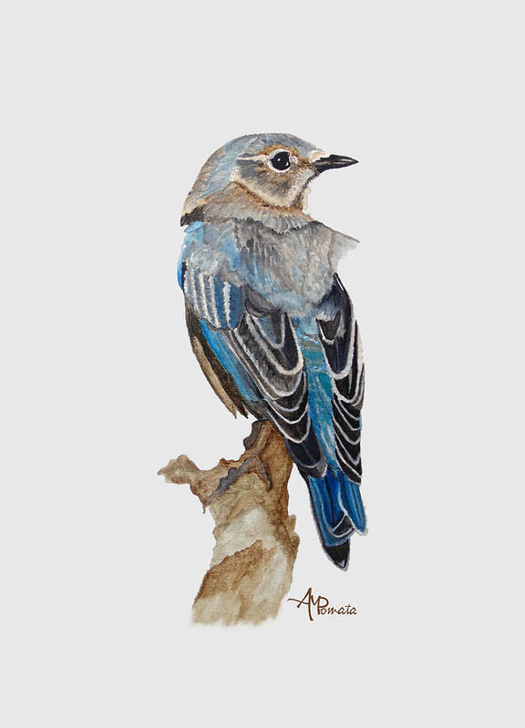 Bluebird Poster featuring the painting Watercolor Eastern Bluebird by Angeles M Pomata