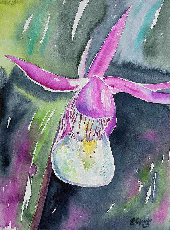 Fairy Slipper Poster featuring the painting Watercolor - Fairy Slipper by Cascade Colors