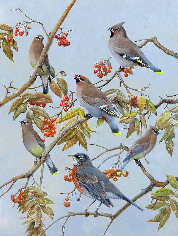 American Robin Poster featuring the painting Waxwings and Robin by Barry Kent MacKay