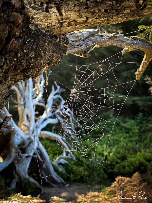 Spider Web Poster featuring the photograph Web of Intrigue by Andrea Platt