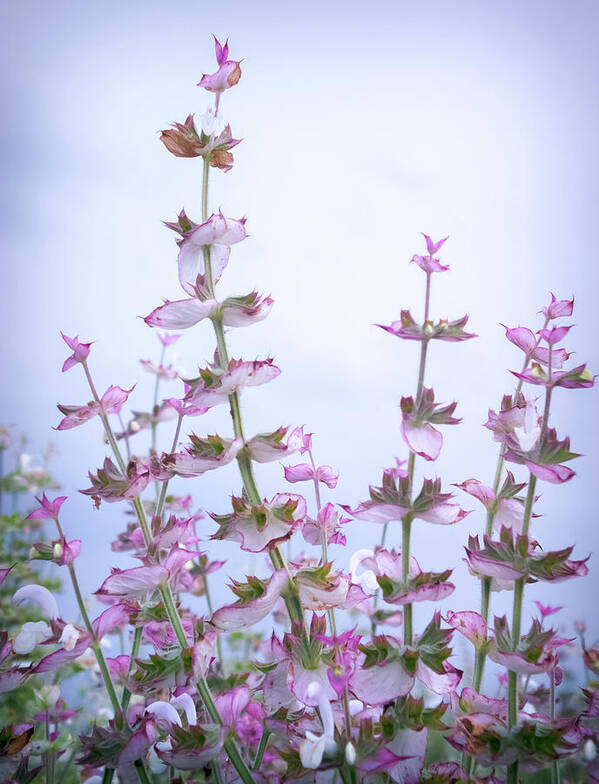 Clary Sage Poster featuring the photograph Whispers Of Clary Sage by Karen Wiles