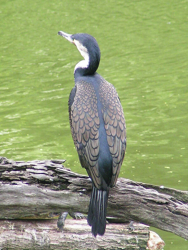 Cormorant Poster featuring the photograph White-breasted Great Cormorant by Heather E Harman