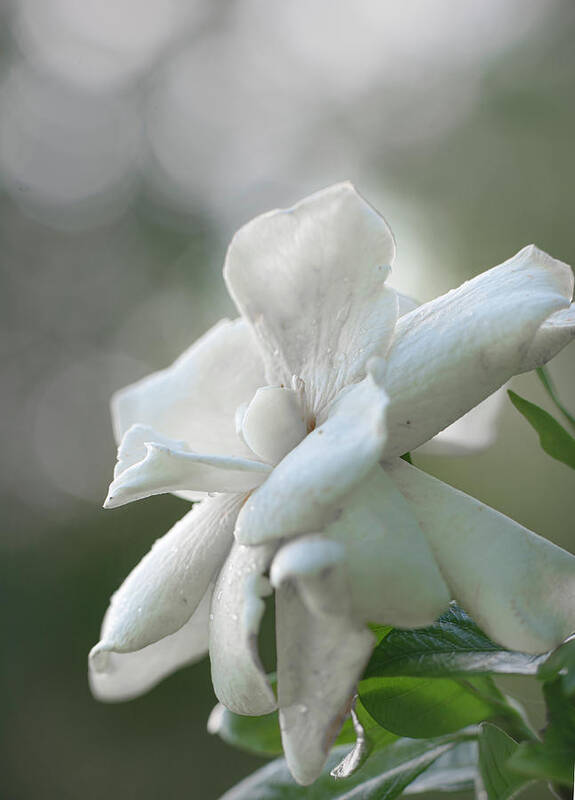 White Poster featuring the photograph White gardenia flower by Phil And Karen Rispin