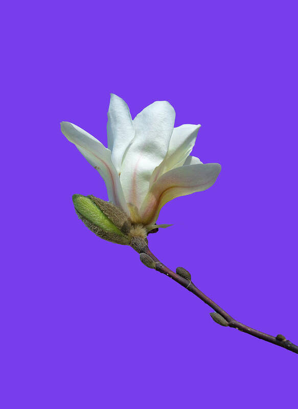 Photosbycate.com Poster featuring the photograph White Magnolia on Purple by Cate Franklyn