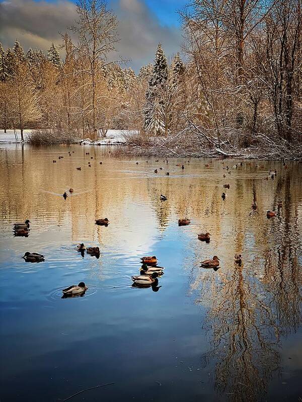 Winter Poster featuring the photograph Winter Duck Pond by Jerry Abbott