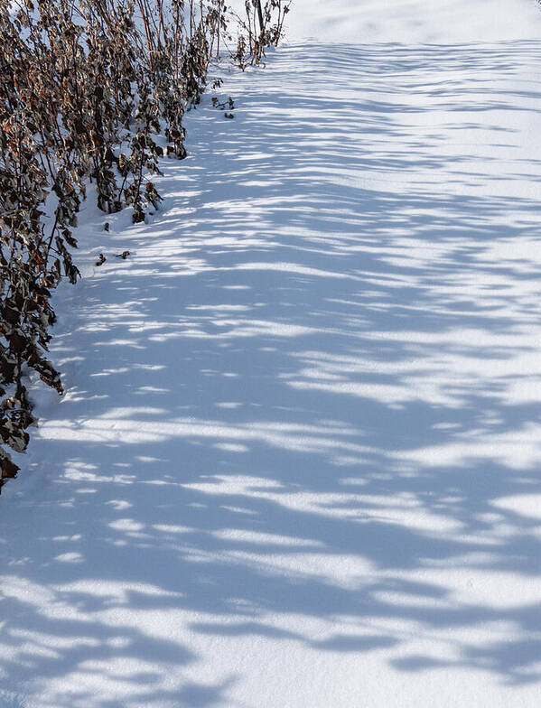Snow Poster featuring the photograph Winter Raspberry Bushes And Shadows by Phil And Karen Rispin