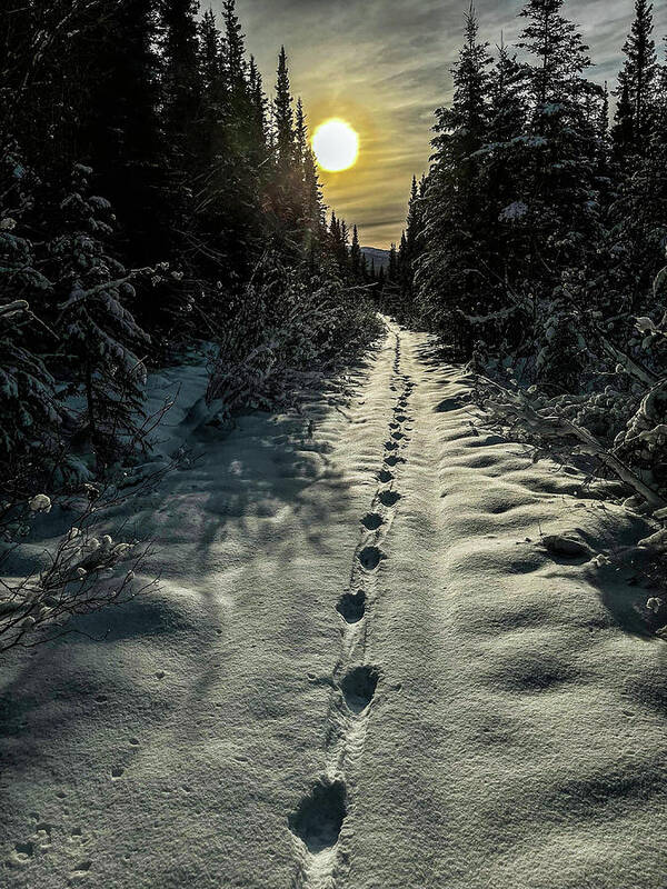 Wolves Poster featuring the photograph Wolf Tracks by Fred Denner