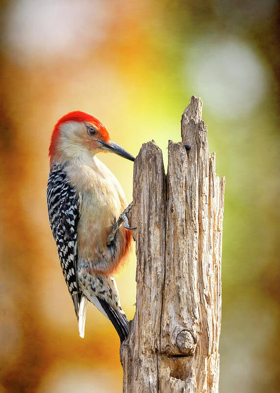 Woodpecker Poster featuring the photograph Woody At Work by Bill and Linda Tiepelman