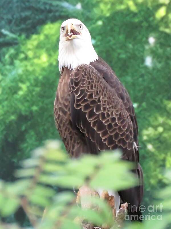 America's Bird Poster featuring the photograph Yawn by World Reflections By Sharon