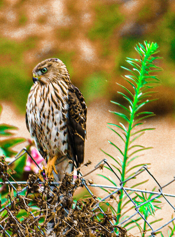 Falcon Poster featuring the photograph Young Ca Falcon 2020 2 by Phyllis Spoor