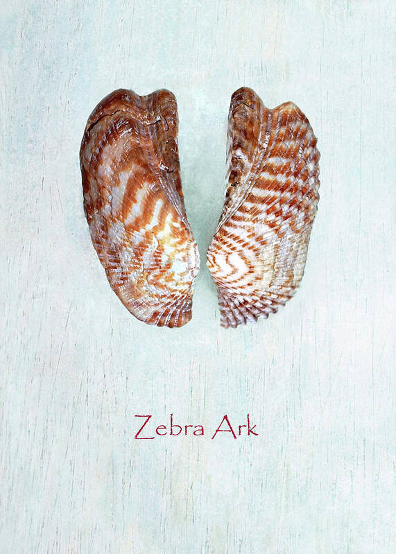 Seashell Poster featuring the photograph Zebra Ark by Kathi Mirto