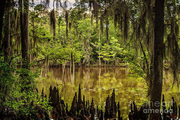 caddo Lake Poster featuring the photograph Hiding on Caddo Lake by Tamyra Ayles