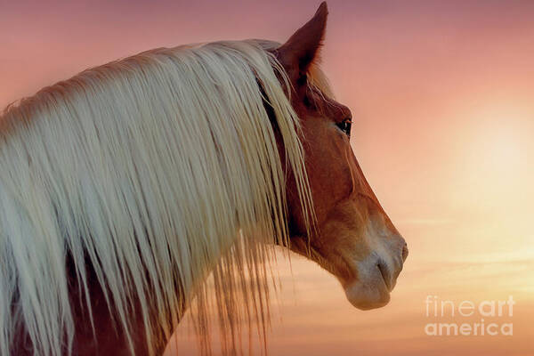 belgian Draft Horse  Poster featuring the photograph Deep in Thought by Tamyra Ayles
