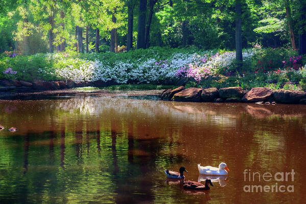 Tamyra Poster featuring the photograph Three Ducks at the Azalea Pond by Tamyra Ayles