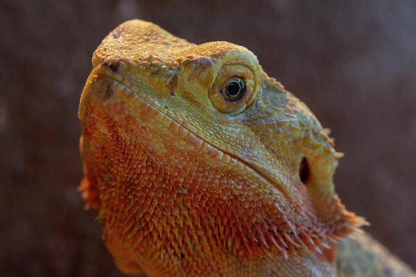 Bearded Dragon Poster featuring the photograph Bearded Dragon 1 by Steev Stamford