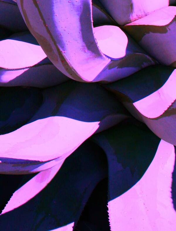 Abstract Poster featuring the photograph Agave by Steve Godleski