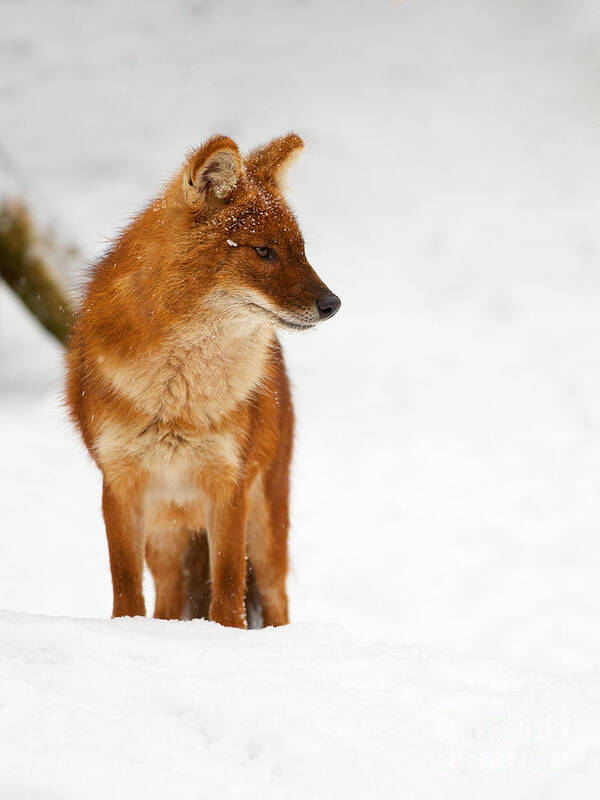 Asian Poster featuring the photograph Asian Wild Dog in the snow by Nick Biemans