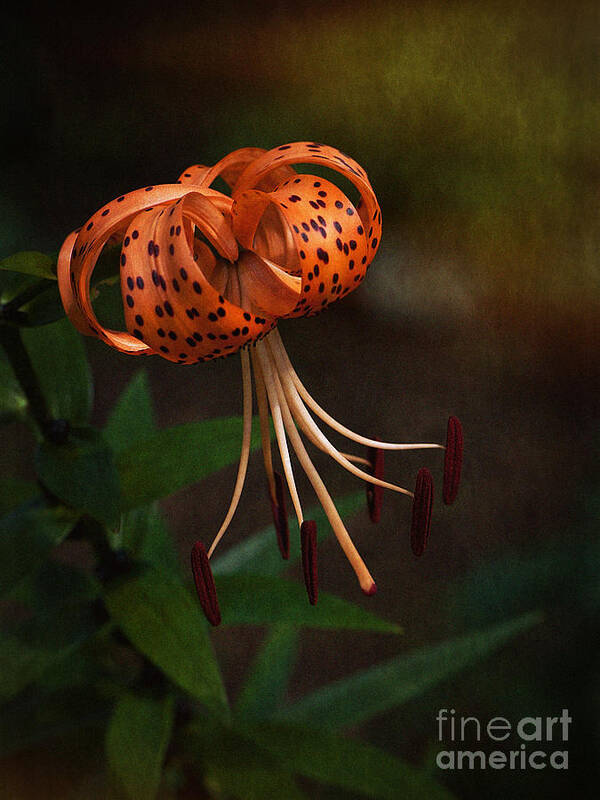 Lily Poster featuring the photograph Turk's Cap Lily II by Lee Craig