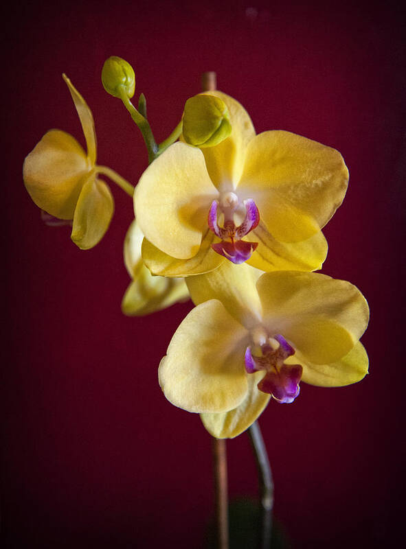 Flower Poster featuring the photograph Yellow Orchid by Sandra Selle Rodriguez