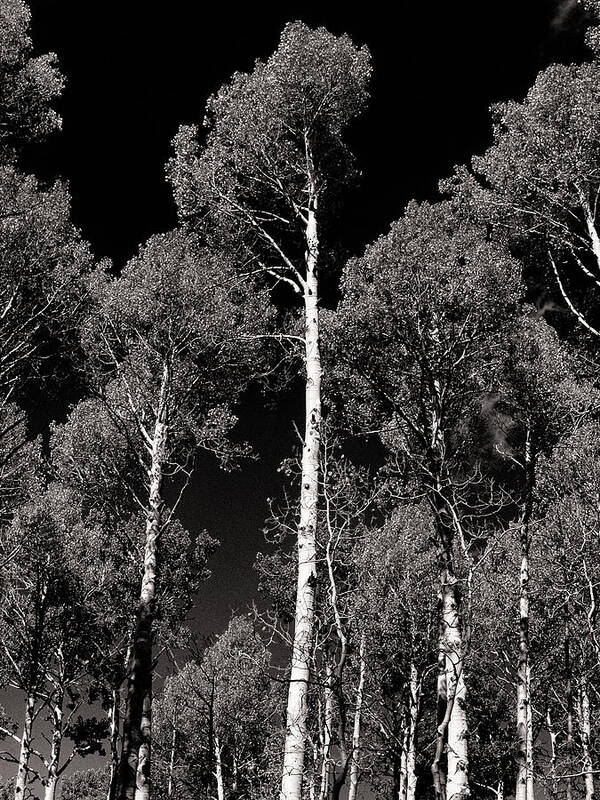 Aspen Poster featuring the photograph Aspens in Black and White by Joshua House