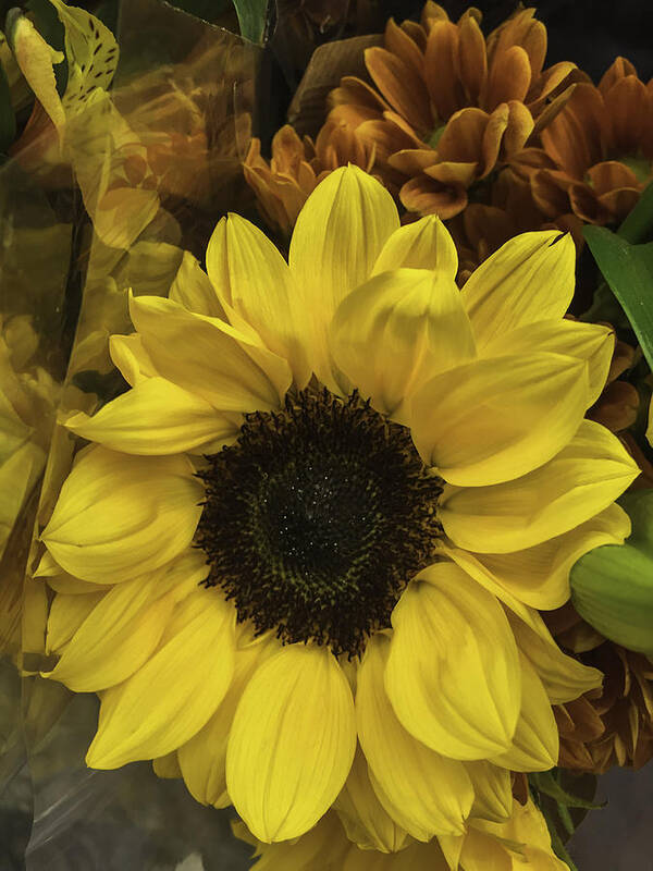 Sunflower Poster featuring the photograph Bright Bouquet #1 by Arlene Carmel