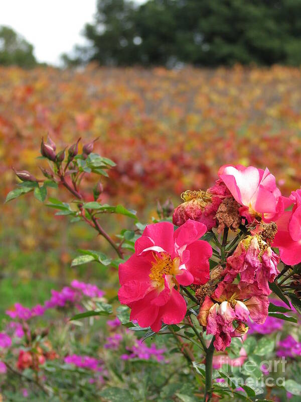 Pink Poster featuring the photograph Pink roses in fall by Jeff White